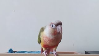 앵두 잘지내구 있오요