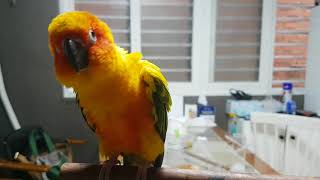 춤추는썬코뉴어