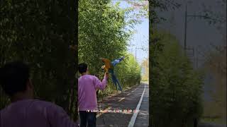 앵무새랑 산책 /청금강 청일이