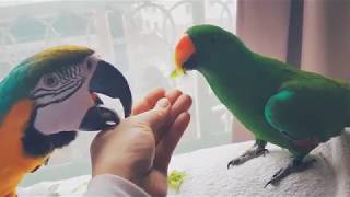 말하는 앵무새 청금강 찬스의 먹방일기 Blue&amp;…