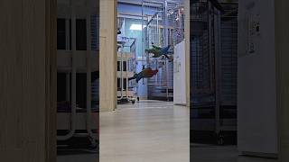 날개뒀다 어따쓰니~ 8살 사춘기 대형앵무새와 안전하게 …