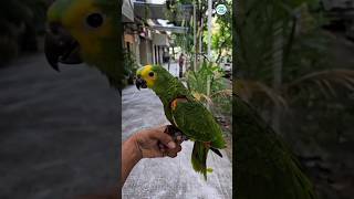 she's happy because I'm going to take her for a walk #smartparrot #talkingparrot#birds #pet #parrot