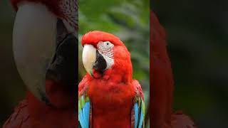 #동물 #bird #청금강 #macaw #앵무새 #animal