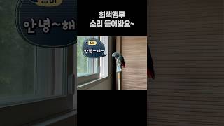 회색앵무 소리 들어봐요~  회색앵무 잠바