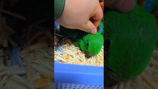 아기 뉴기니아 앵무새예요