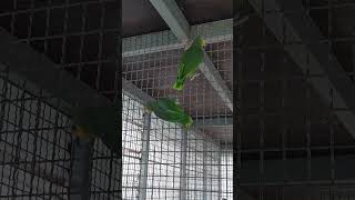 ㅎㅎ아마존C지금 먹이 먹으러 가는 과정입니다 절대 날지…