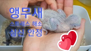 우는 앵무새 재우기, 앵무새 스트레스 풀어주기