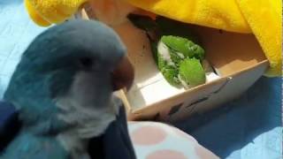 퀘이커앵무새 순도리와 부츄의 뚜둥~첫만남 에피소드!!