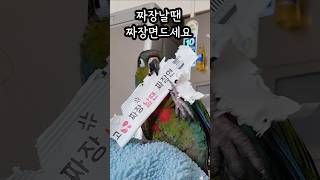 아기앵무새코뉴어 #크림슨벨리드코뉴어 #cuteparro…