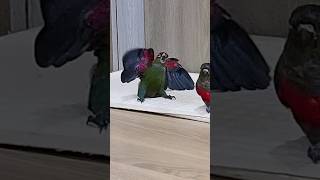 새가슴이란 단어의 의미 #funnyparrot #cuteparrot #conurebaby #크림슨코뉴어  #웃긴동물영상 #웃긴앵무새
