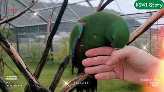 KIWI STORY: #parrot #eclectusp…