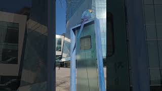 청금강앵무새 울음소리 #shorts