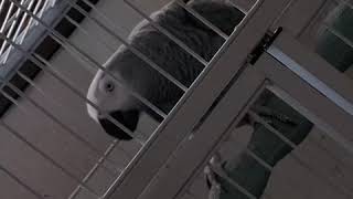 말하는 앵무새 회색앵무 알렉스(Alex) 동영상 -오빠…