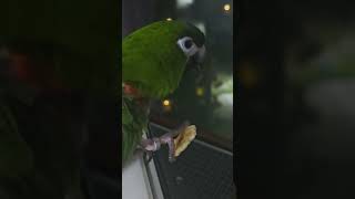 @앵무새. 한스마카우. 13세. 남자. 이름:  지 루비