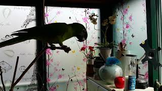 춤추는 한스 앵무새