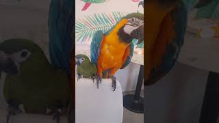 청금강앵무새와 한스마카우