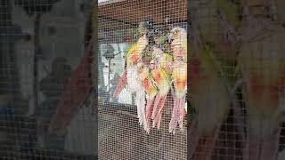 앵무새들이 왜 이러는 걸까요? 좌우로 밀착!!! 도대체…