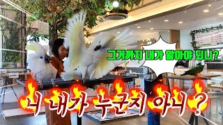미친 코카투 2마리가 알고보니 ADHD라고? Two crazy cockatoos turned out to have ADHD?