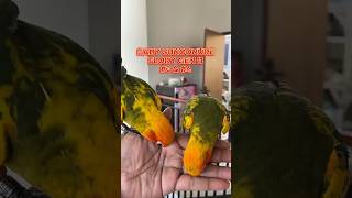 Update Floky Gen 11 #3 & #4 – Warna Makin Nyala & Siap Pulang ke Rumah Baru   usia 2 bulanan !