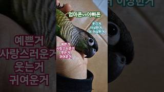 코뉴어앵무새#하랑이#하봉이#parrot#cute