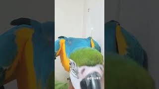 셀카보고 위협하는 앵무새 #animal #parrot #앵무새 #청금강