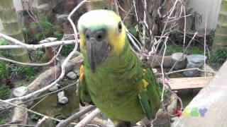 푸른 이마 아마존 앵무( Blue-fronted Amazon  Parrot )