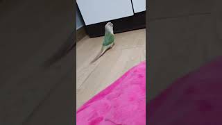 코뉴어앵무새 Vlog _'빵' 하면 쓰러지는 앵무새/두…