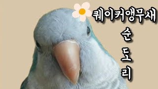 퀘이커앵무새 순도리 놀이방이 워터파크냐~!!