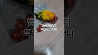 써니야 방울토마토 먹어 봤어?  #썬코뉴어 #parrot #앵무새 #방울토마토 #cherry tomatoes #먹고 싶은 #want to eat #써니