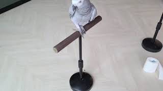 회색앵무새 마노의 업그레이드 된 개인기!! 만세 말하며…