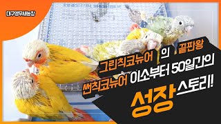 [대구앵무새농장]코뉴어앵무새(suncheekconure…