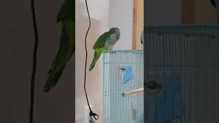 말하는앵무 퀘이커 짱구♡