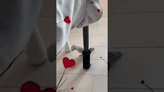 사랑스러운 리쪼 #I LOVE YOU #모란앵무 #sh…