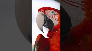 Macaw Green wing #macaw #freef…
