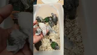 코뉴어 유조 10마리