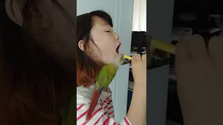 재밌는 코뉴어앵무새 치카 따라하기