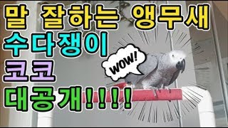 [수다쟁이 회색앵무 코코] EP.1 말 잘하는 회색앵무…