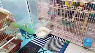 퀘이커앵무새 순도리♡부츄 실시간