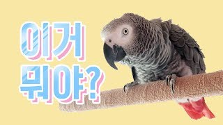 [연구대상 앵무새 똘이] 호기심대장 회색앵무