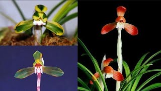 2월3일 금요일 좋은 품종들 10분 준비했습니다