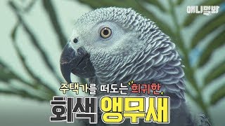 주택가를 떠도는 희귀한 회색앵무새 &quot;여자는 거…