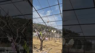 앵무의 불시착 #썬코 #썬코뉴어 #코뉴어 #비행 #착지미스 #앵무새훈련 #앵무새 #아마조나 #sunconure #parrot