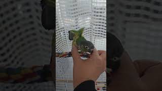 간식하나 주길 귀찮게 하네  #코뉴어 #parrot #…