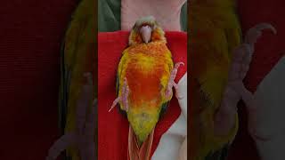 cute  #foryou #birds #parrot #cute #pets #love #viral #fyp #youtubeshorts #shortvideo #아기코뉴어 #앵무새