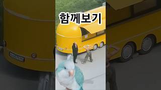 신나는 엉덩이춤 따라하기  #리믹스 #parrot  #…