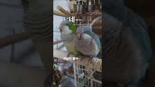 말하는 앵무새 - 졸려요?~ #parrot #말하는앵무새 #노래하는앵무새 #퀘이커앵무새 #앵무새산토끼 #앵무새키우기 #퀘이커부부