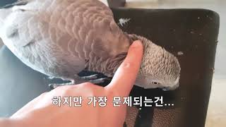 회색앵무파우더 자세히 보여드릴께요. 회색앵무 입양전에 …