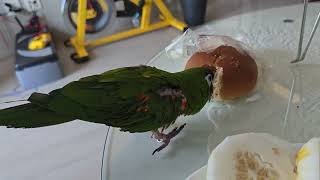 앵무새. 한스마카우. 2013년 출생. 13살. 남자.…