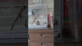 별이의 하루~ 공놀이해요~ #코뉴어앵무새