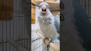 Quaker parrot #birds #shorts